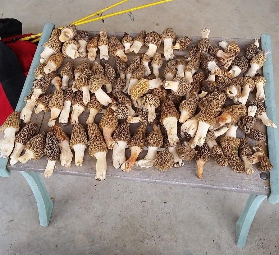 A sample of karl Dittman's 2015 morel harvest
